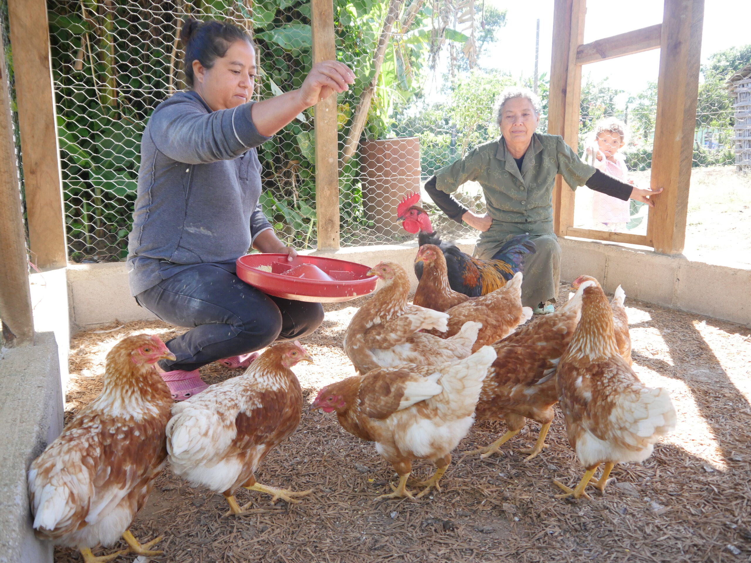 ACS-PROSASUR promueve la producción avícola en el CSH
